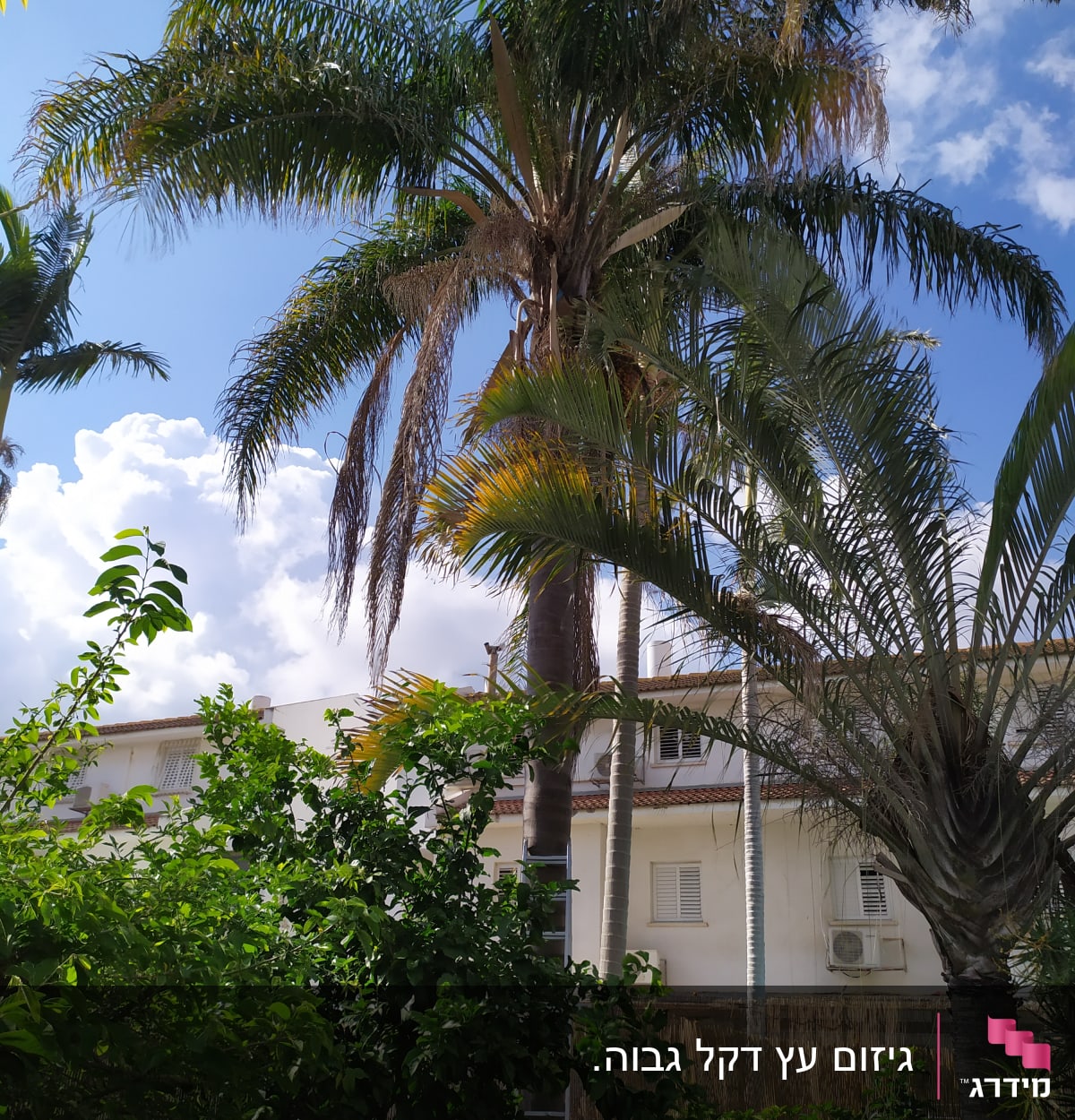 סולם ליד עץ דקל גבוה לגיזום ענפים